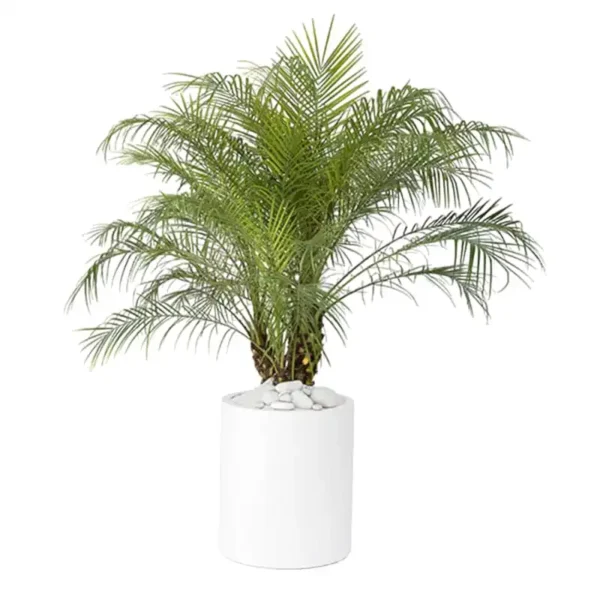 Phoenix Roebelenii (Dwarf Date Palm) XL - Image 10