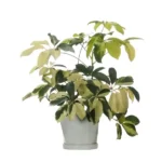 Schefflera Variegated Broad Leaf (Umbrella) tree