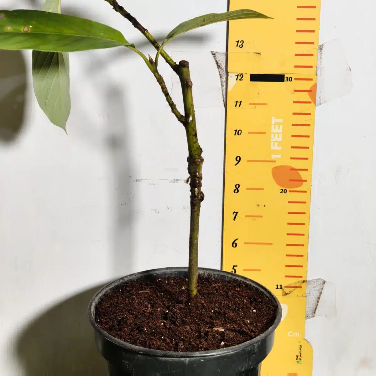 Avocado ( Persea americana) fruit Grafted plant - Image 28