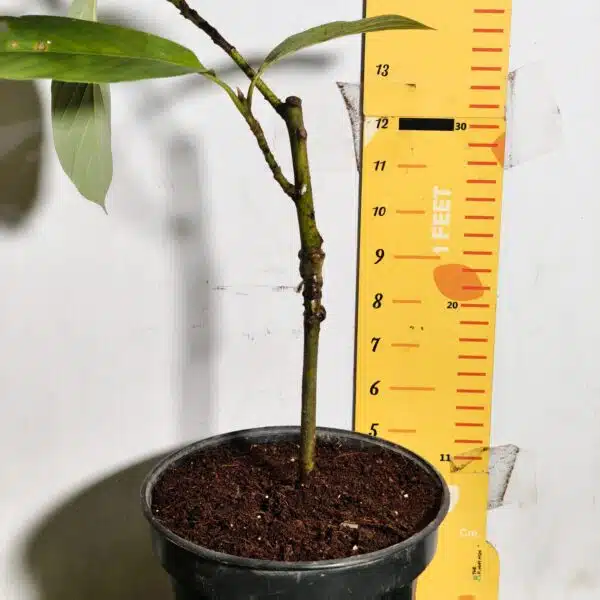 Avocado ( Persea americana) fruit Grafted plant - Image 28