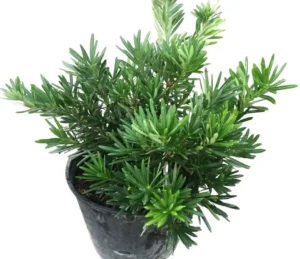 Podocarpus Macrophyllus (Plum pine, Buddhist Pine, Fern Pine and Japanese Yew)