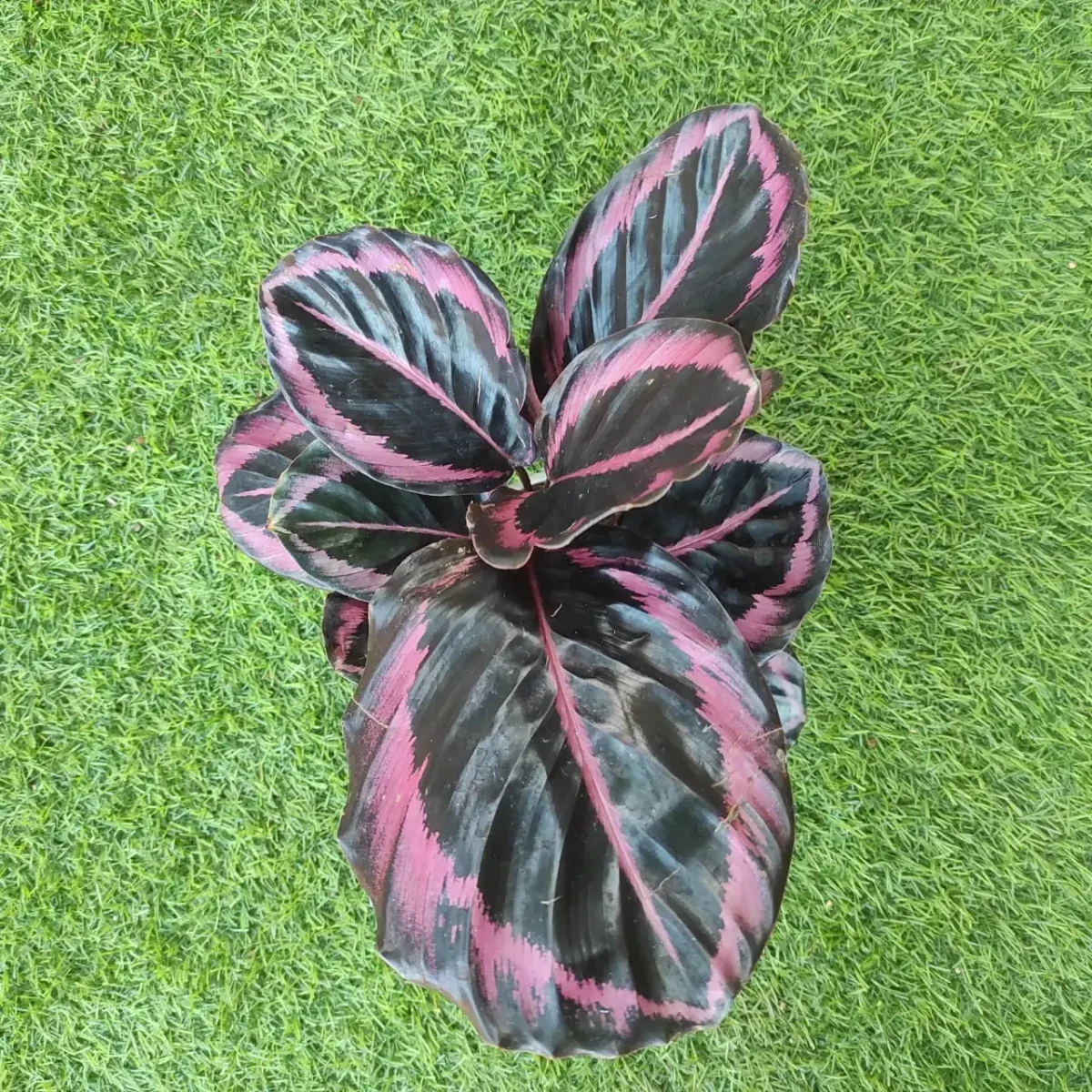 Calathea Red Wine (Roseopicta Surprise Star) - Rose Painted Calathea - Image 3