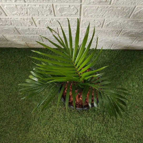 Red Neck Palm(Dypsis Leptocheilos/Teddy Bear) Palm Tree - Image 2