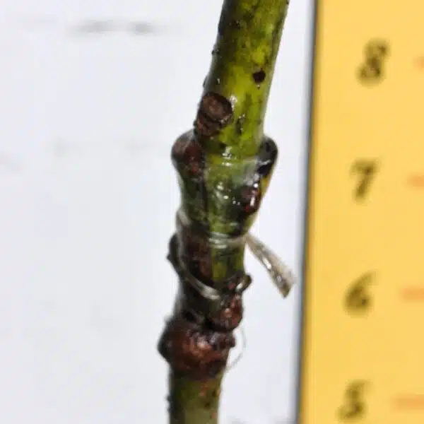 Avocado ( Persea americana) fruit Grafted plant - Image 31