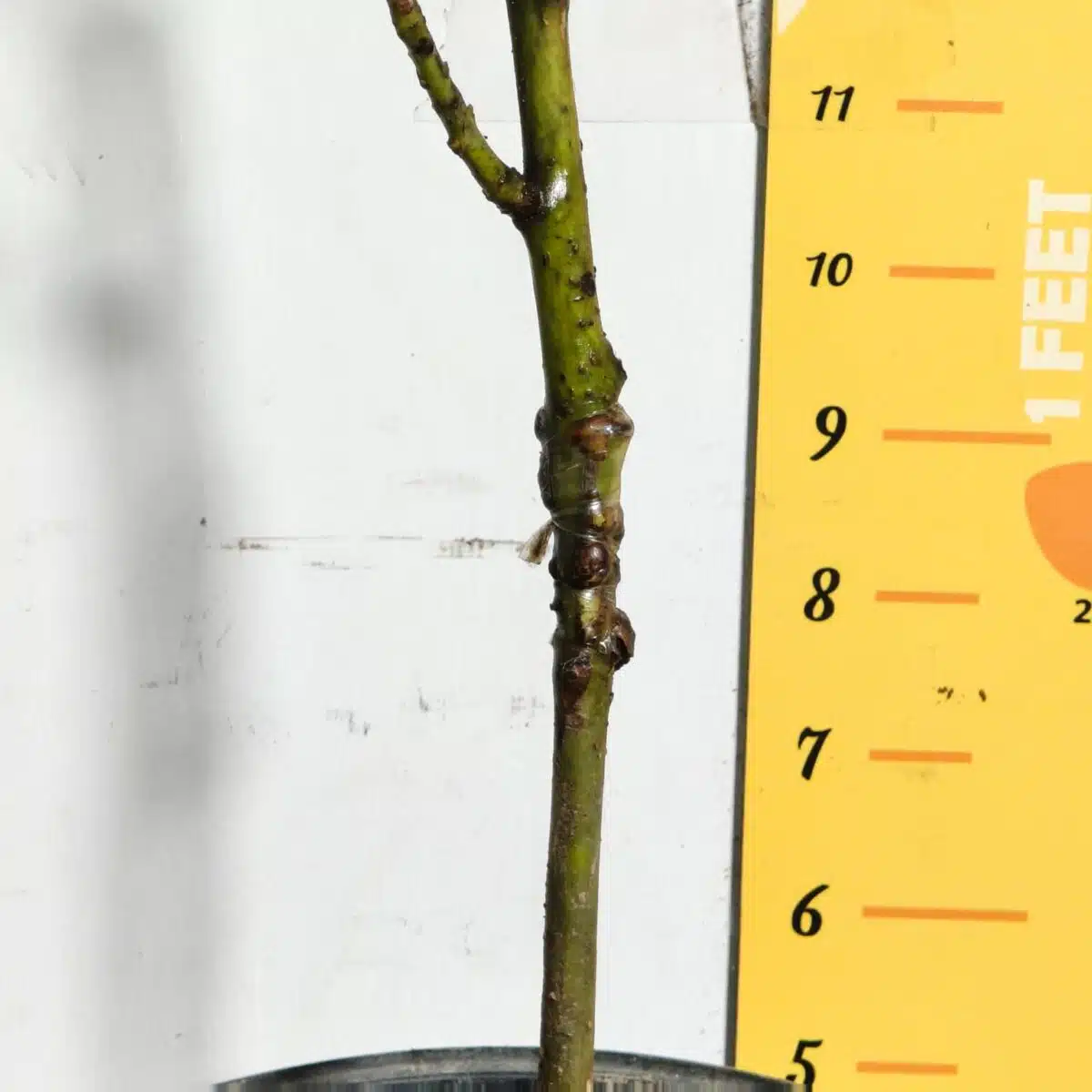 Avocado ( Persea americana) fruit Grafted plant - Image 29