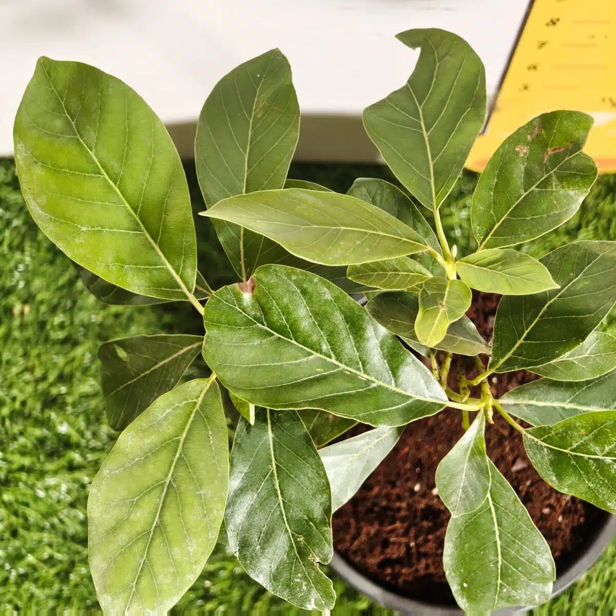 Avocado ( Persea americana) fruit Grafted plant - Image 11