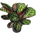 Calathea Roseopicta Illustrious