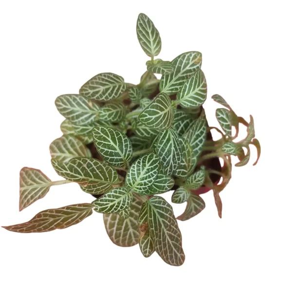 Fittinia White Angel (Nerve) Plant - Image 2