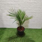 Red Neck Palm(Dypsis Leptocheilos/Teddy Bear) Palm Tree XL