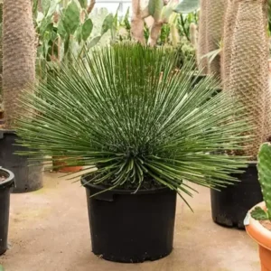 Agave geminiflora – Twin-flowered Agave