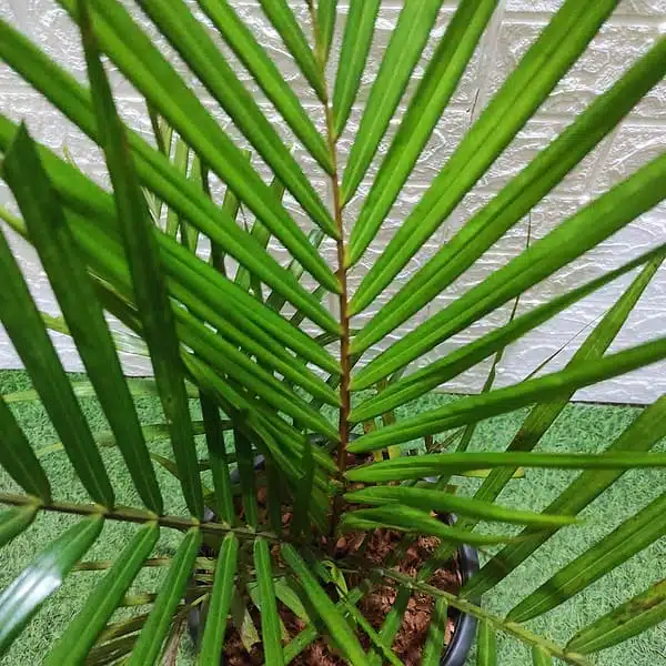 Red Neck Palm(Dypsis Leptocheilos/Teddy Bear) Palm Tree XL - Image 5