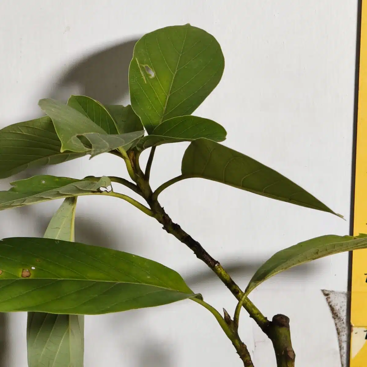 Avocado ( Persea americana) fruit Grafted plant - Image 27