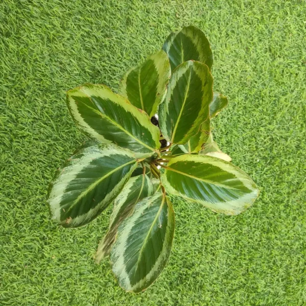 Calathea Loeseneri J. F. Macbr - Image 2
