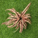 Cryptanthus  bivittatus Pink Starlite