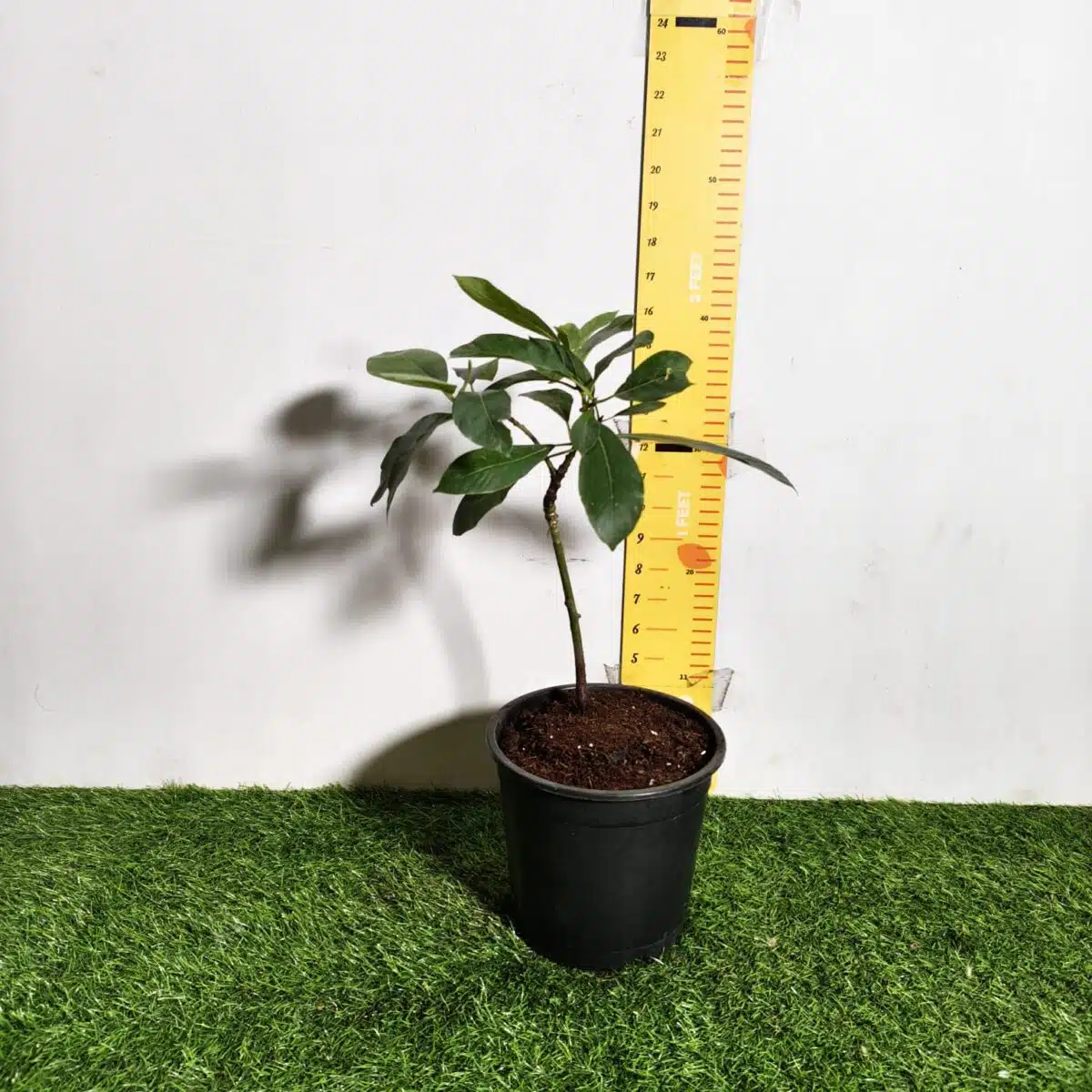 Avocado ( Persea americana) fruit Grafted plant - Image 2