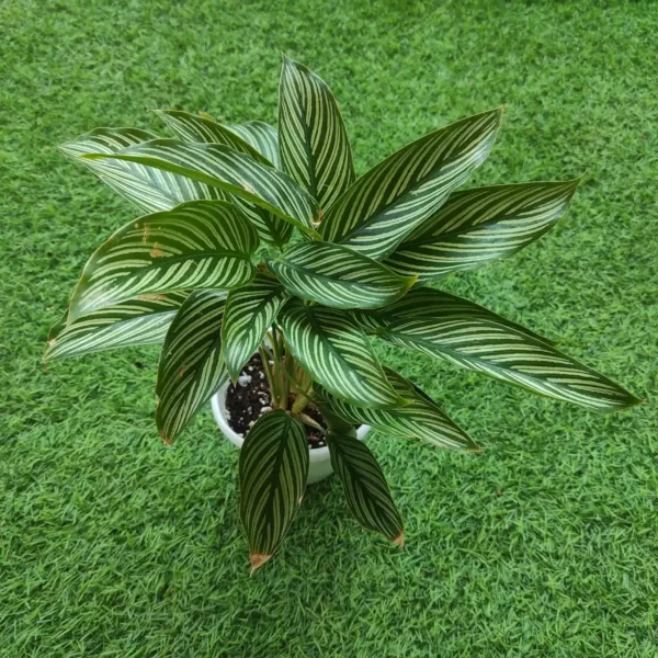 Calathea Vittata Elliptica - Image 4