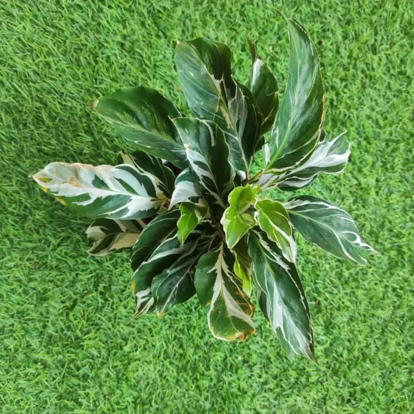 Calathea White Fusion - Image 3
