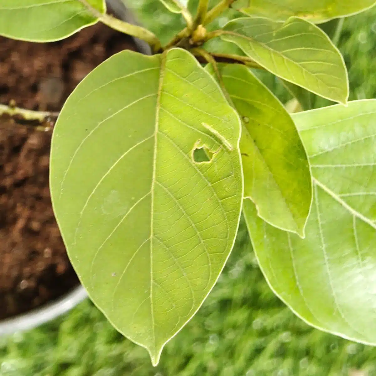 Avocado ( Persea americana) fruit Grafted plant - Image 19