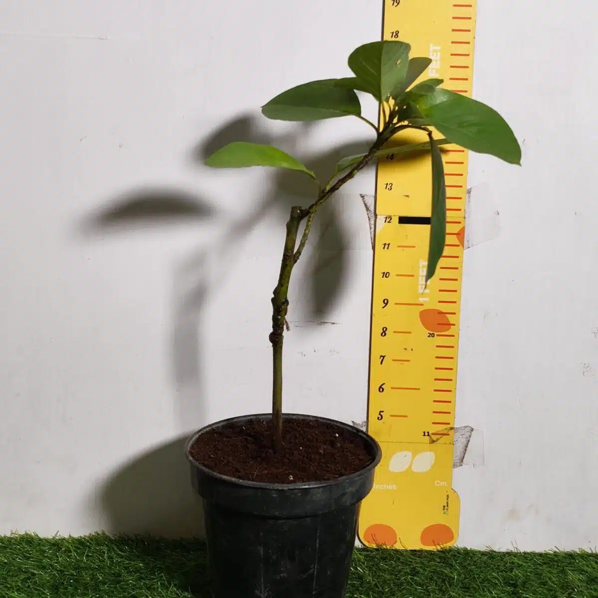 Avocado ( Persea americana) fruit Grafted plant - Image 21