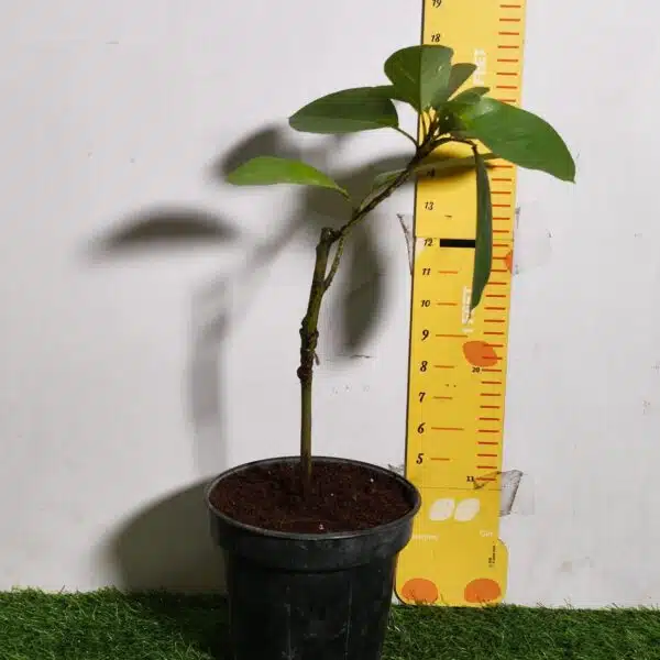 Avocado ( Persea americana) fruit Grafted plant - Image 21