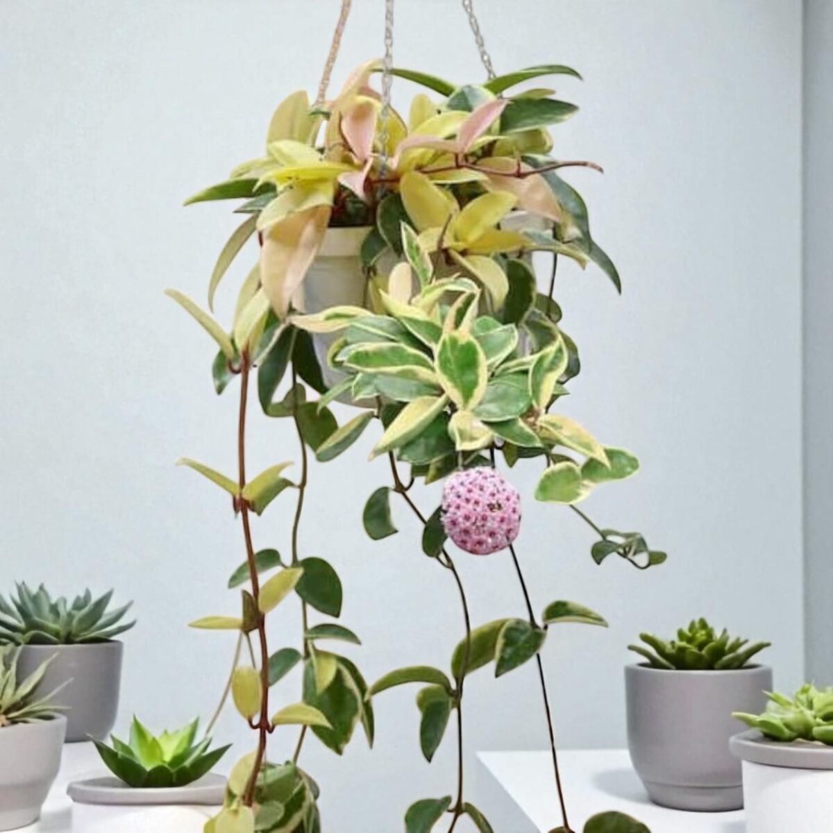 Hoya Carnosa ‘Krimson Queen’ - Image 1