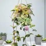 Hoya Carnosa ‘Krimson Queen’