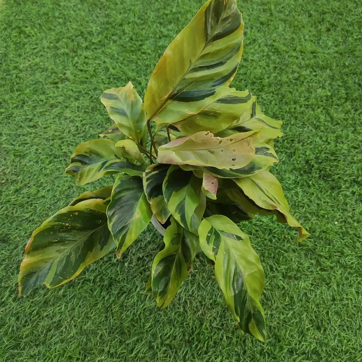 Calathea Lietzei ‘Yellow Fusion’ - Image 5