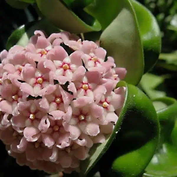 Hoya Carnosa Compacta (Hindu Rope) - Image 2