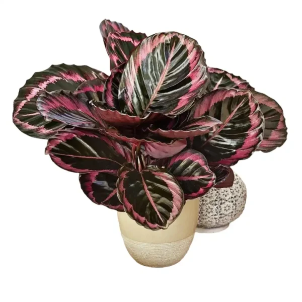 Calathea Red Wine (Roseopicta Surprise Star) - Rose Painted Calathea - Image 4