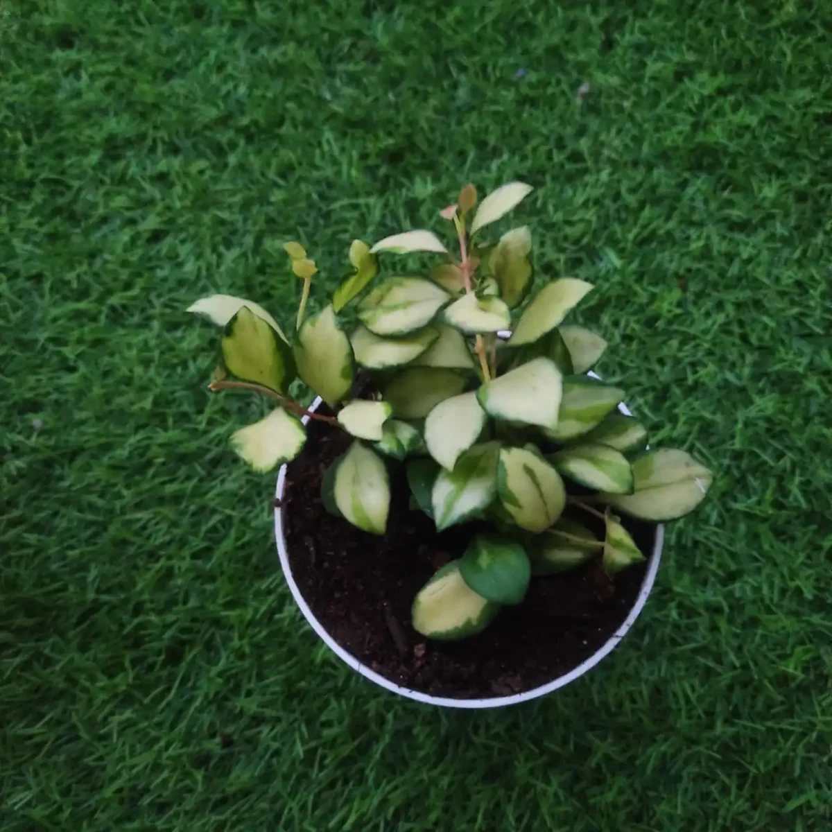 Hoya Heuschkeliana Variegata - Image 2