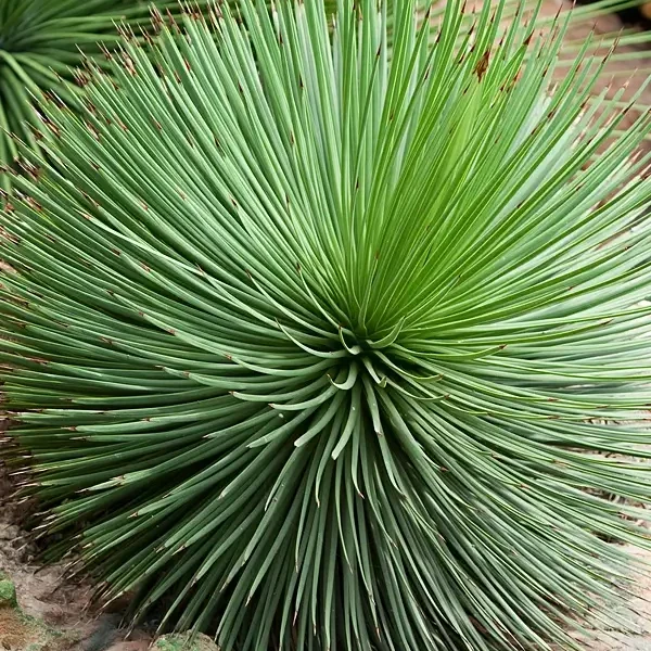 Agave geminiflora – Twin-flowered Agave - Image 4
