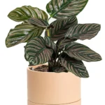 Calathea Ornata Sanderiana