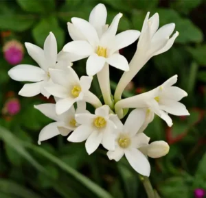 Rajnigandha (Polianthes Tuberosa) Single Flower Live Plant