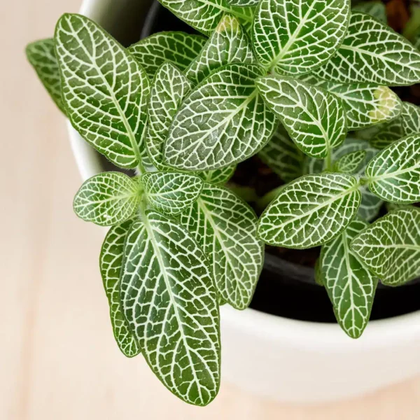 Fittinia White Angel (Nerve) Plant - Image 3