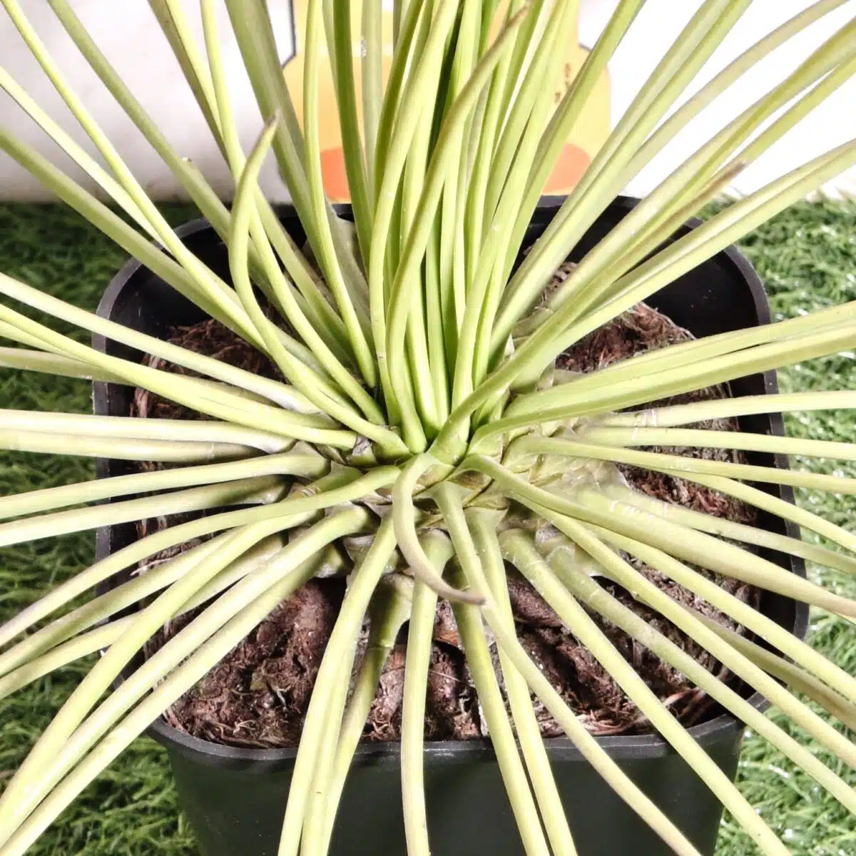 Agave geminiflora – Twin-flowered Agave - Image 10