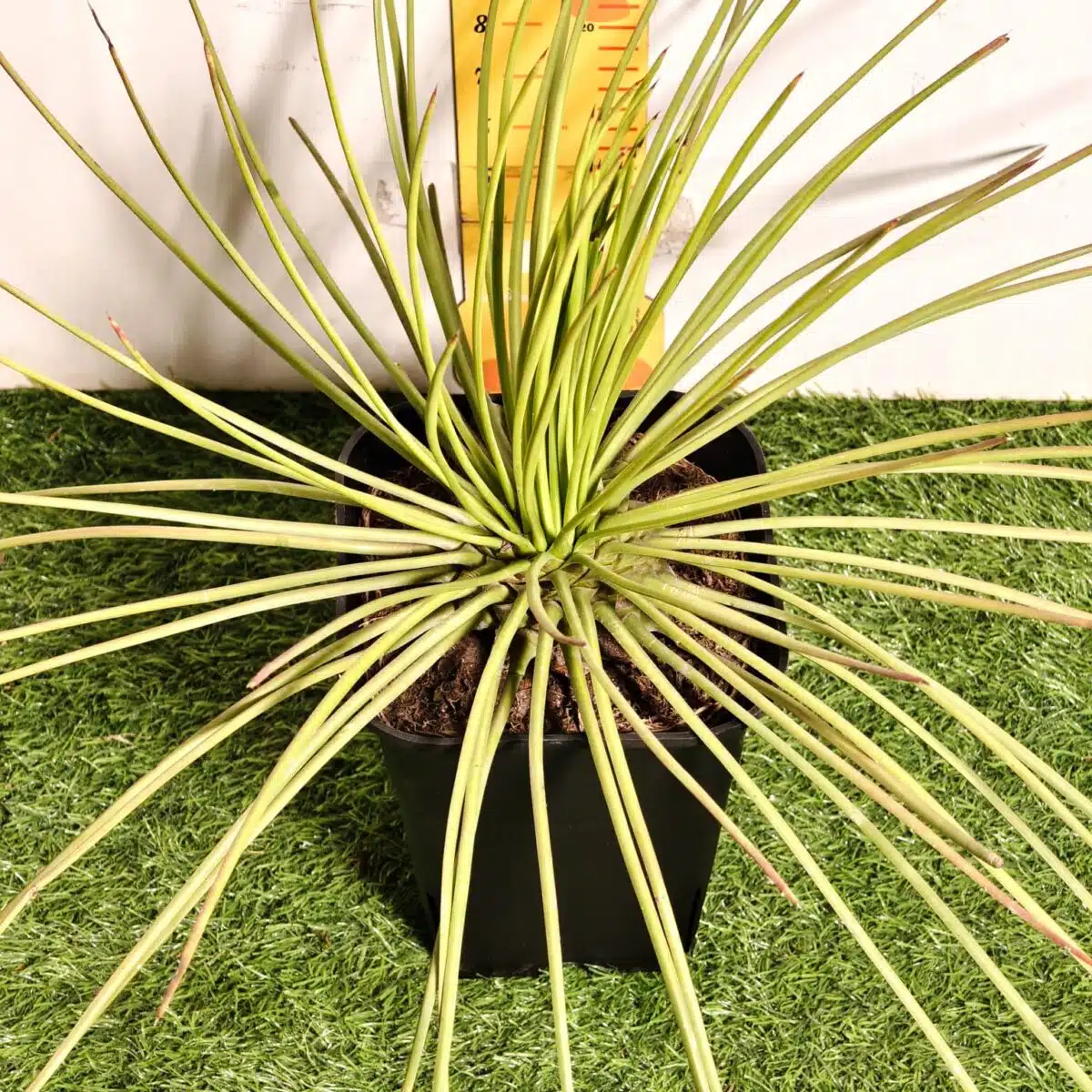 Agave geminiflora – Twin-flowered Agave - Image 9