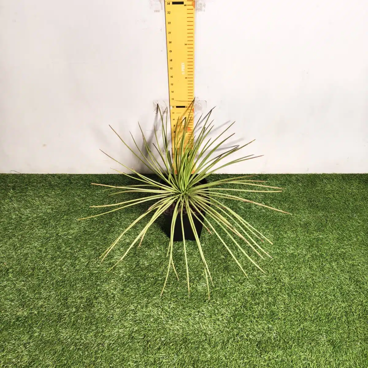 Agave geminiflora – Twin-flowered Agave - Image 7