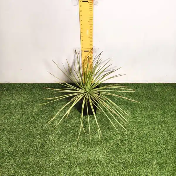 Agave geminiflora – Twin-flowered Agave - Image 7