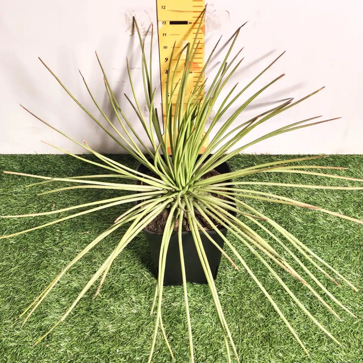 Agave geminiflora – Twin-flowered Agave - Image 8