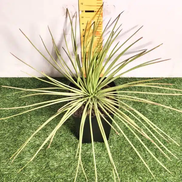 Agave geminiflora – Twin-flowered Agave - Image 8