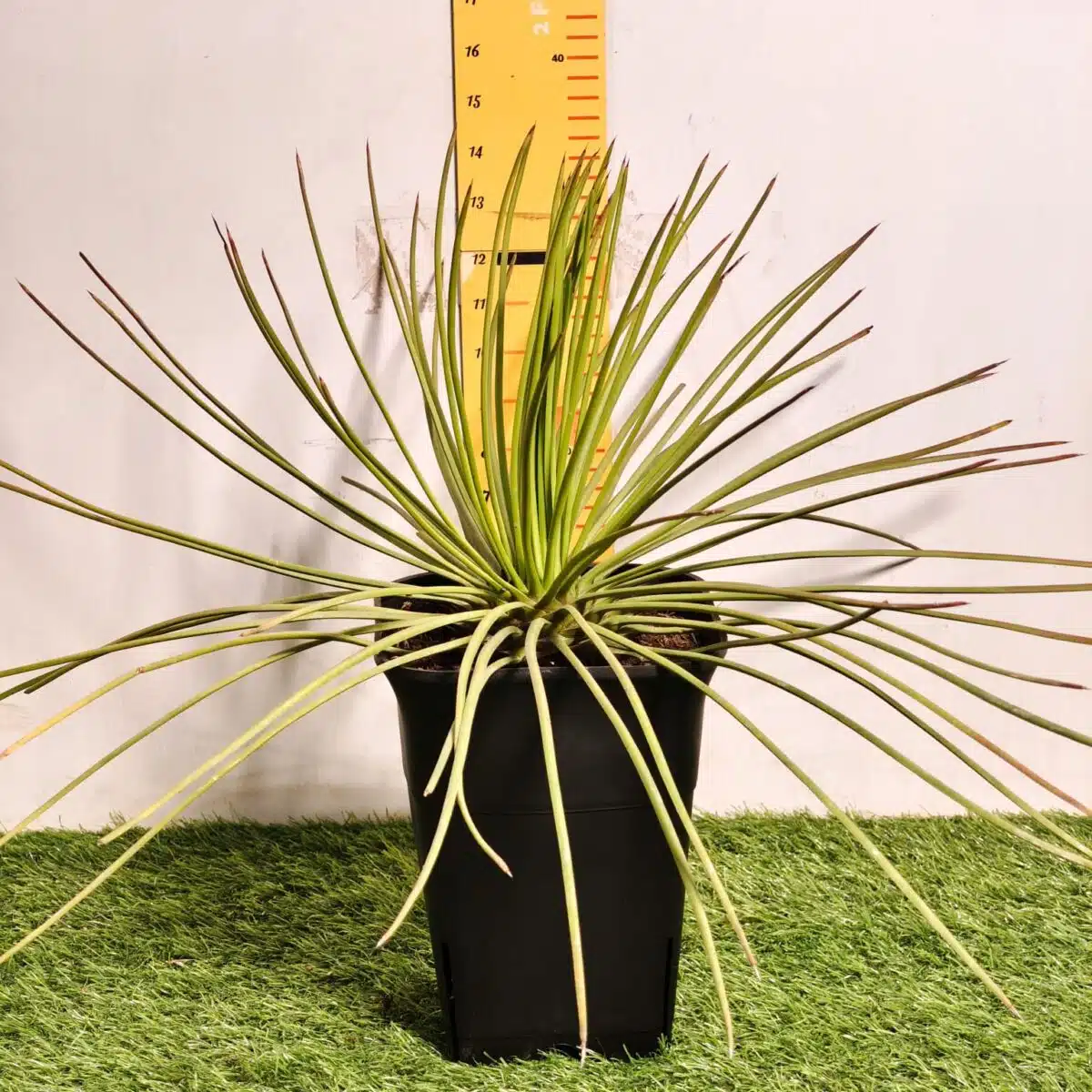 Agave geminiflora – Twin-flowered Agave - Image 4