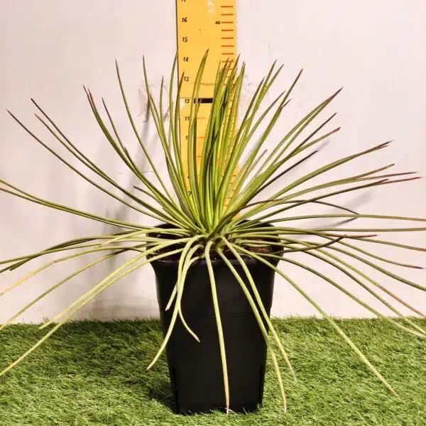 Agave geminiflora – Twin-flowered Agave - Image 4