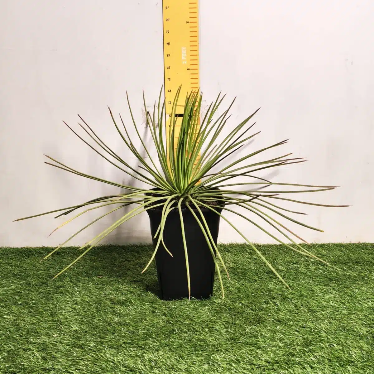 Agave geminiflora – Twin-flowered Agave - Image 3