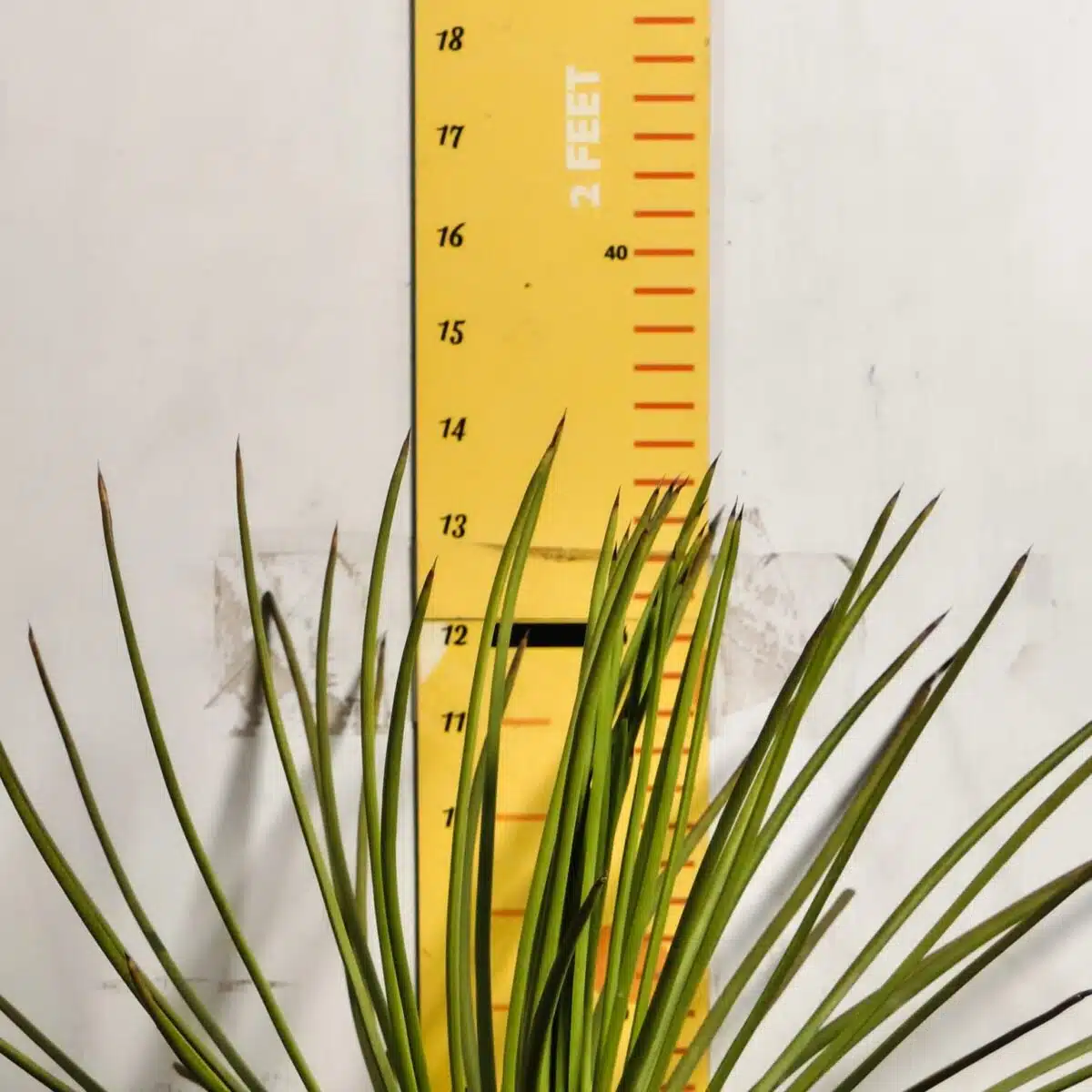 Agave geminiflora – Twin-flowered Agave - Image 6