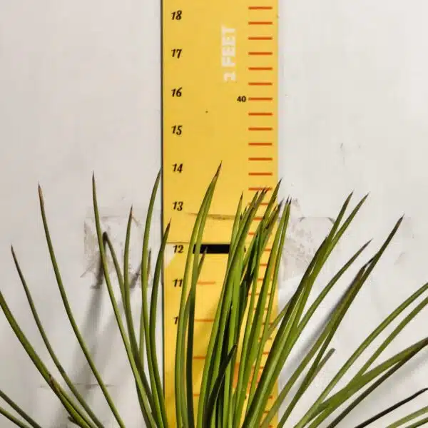 Agave geminiflora – Twin-flowered Agave - Image 6