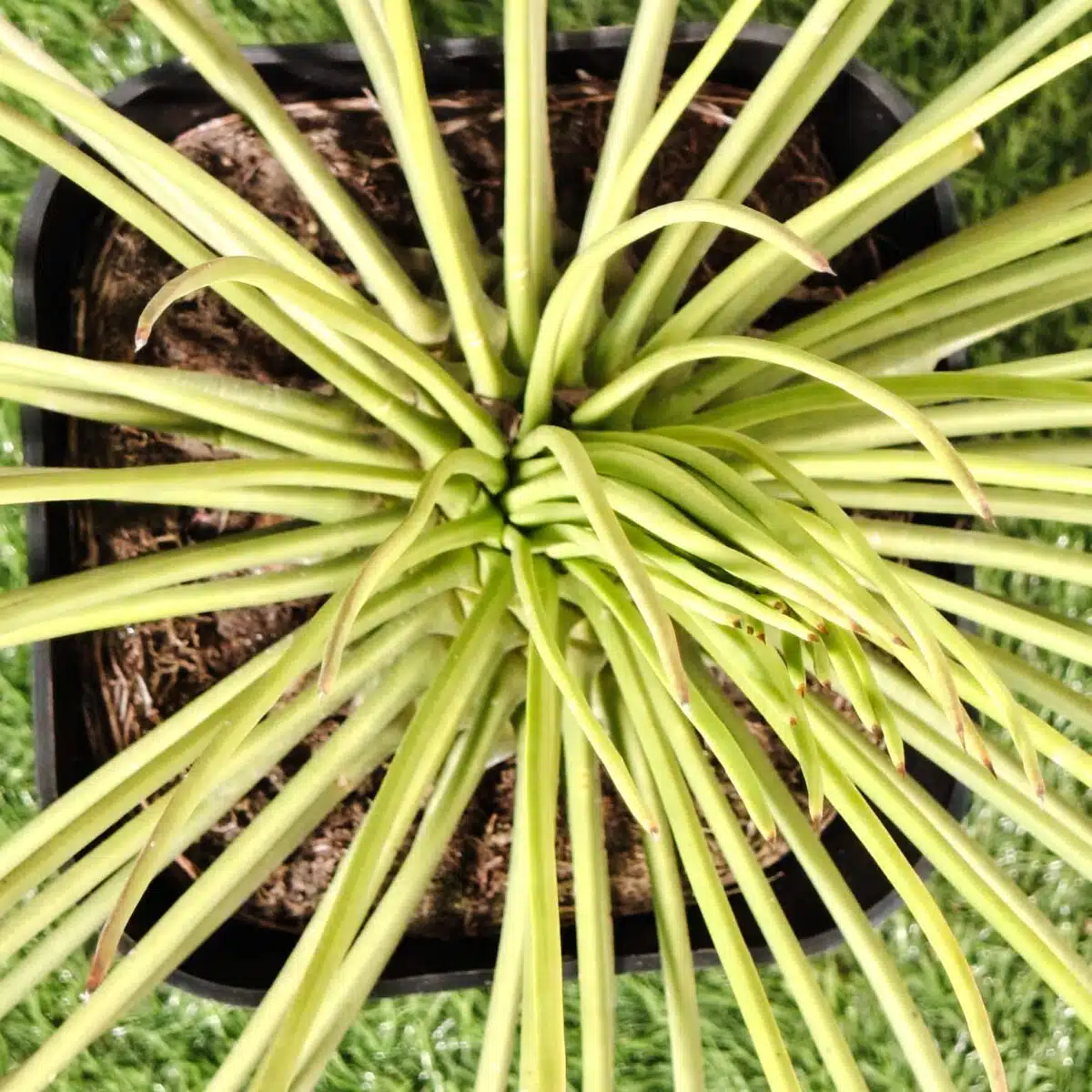 Agave geminiflora – Twin-flowered Agave - Image 14