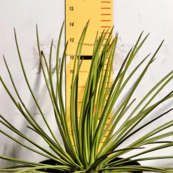 Agave geminiflora – Twin-flowered Agave - Image 5