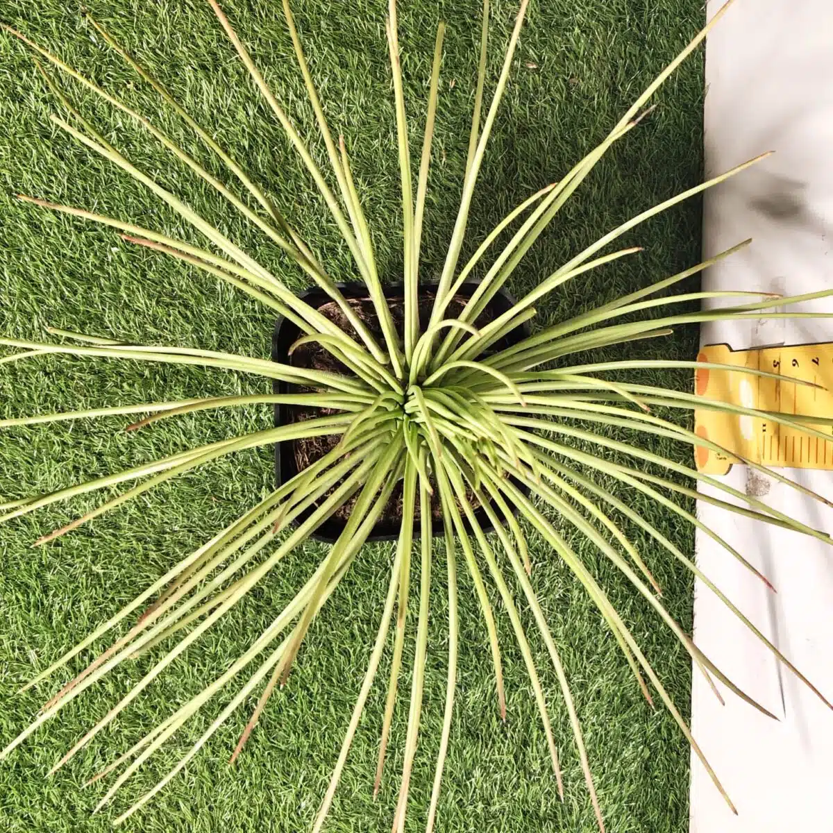 Agave geminiflora – Twin-flowered Agave - Image 12