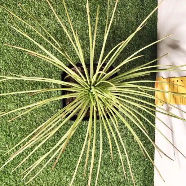 Agave geminiflora – Twin-flowered Agave - Image 12