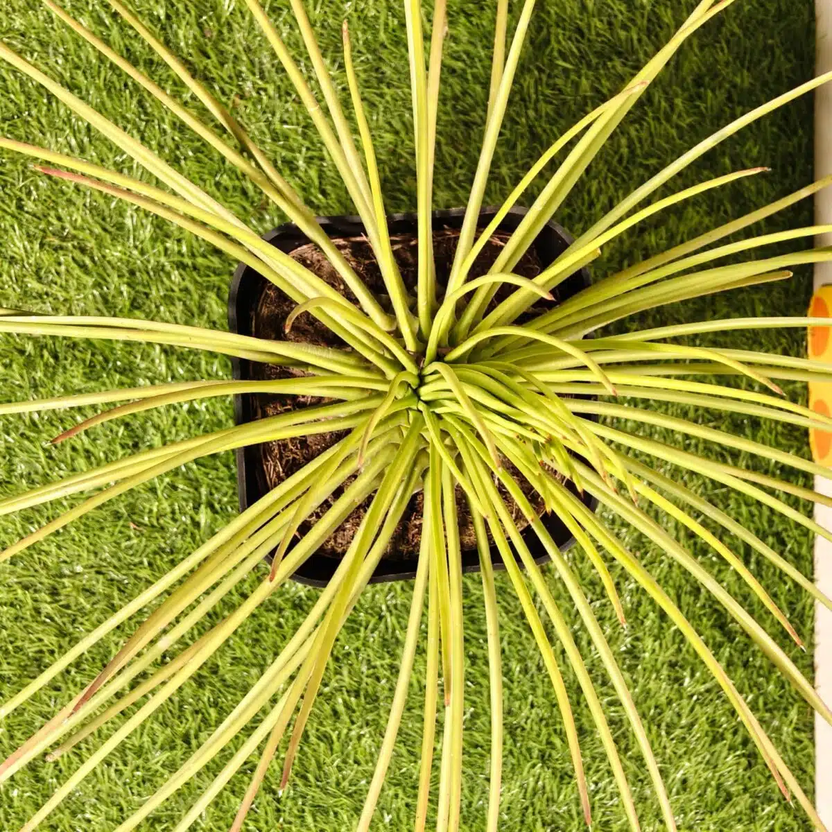 Agave geminiflora – Twin-flowered Agave - Image 13